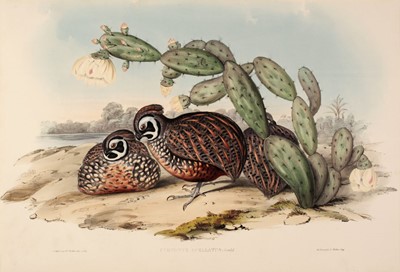Lot 104 - Gould (John). Ortyx Pectoralis [Black-breasted Partridge], & Cyrtonyx Ocellatus [Ocellated Quail]