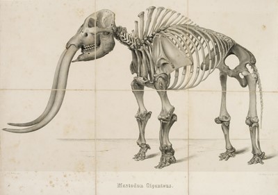 Lot 113 - Warren (John C.) The Mastodon Giganteus of North America, 2nd edition, 1855