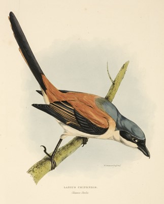 Lot 104 - Gray (George Robert). A Fascicules of the Birds of China