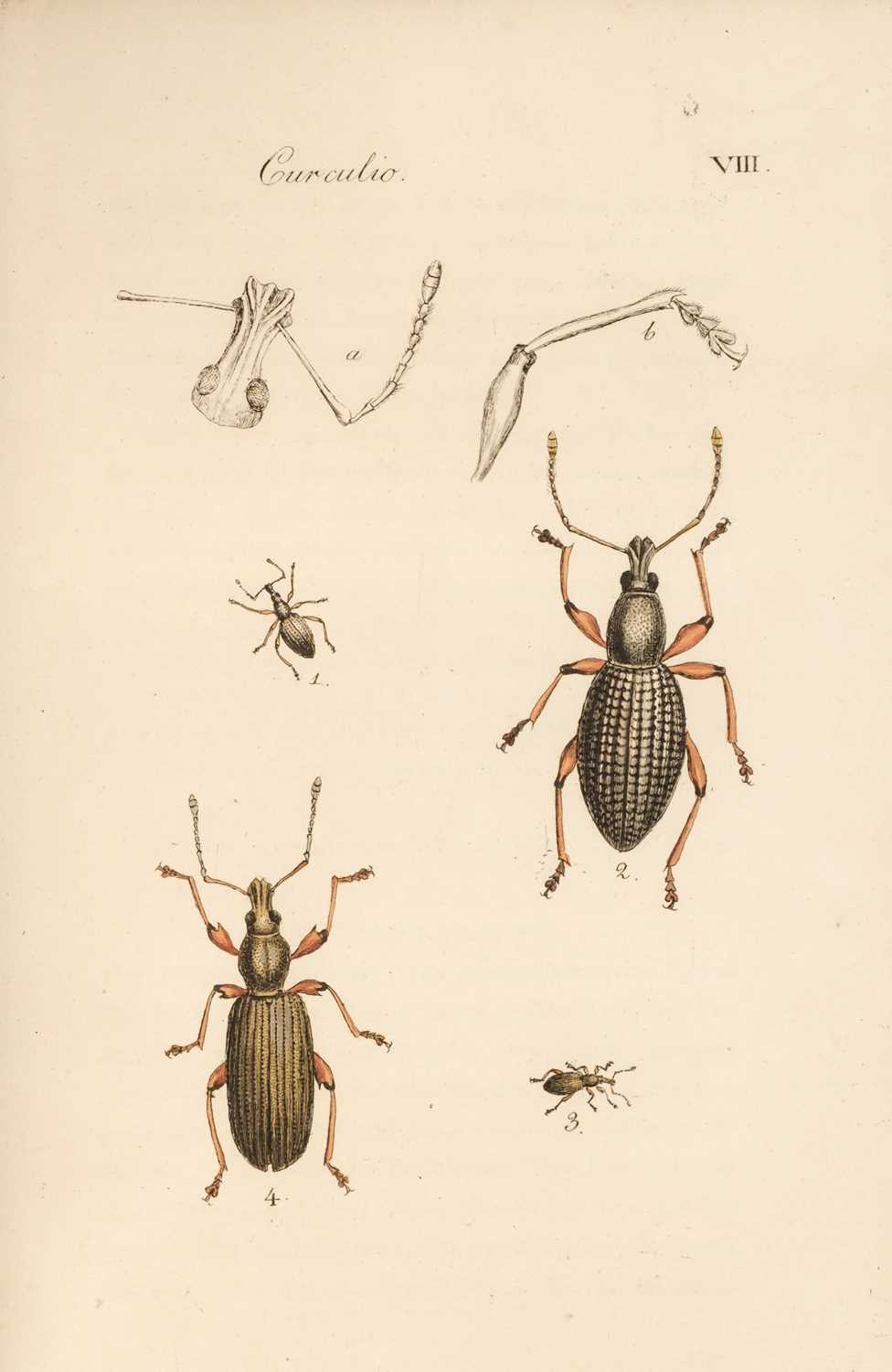 Lot 47 - Clairville (Joseph Philippe de). Entomologie Helvétique, 1st edition, 1798