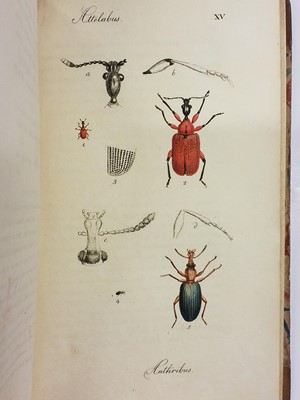 Lot 47 - Clairville (Joseph Philippe de). Entomologie Helvétique, 1st edition, 1798