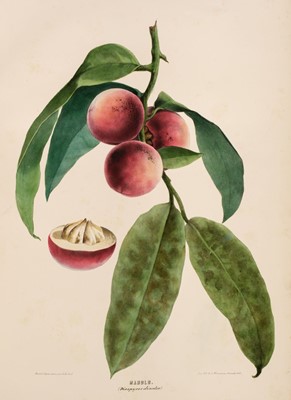 Lot 68 - Mauritius. 'Trees and Fruits of the Mauritius', c.1850