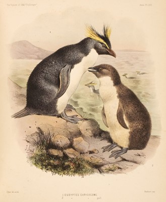Lot 29 - Sclater (P. L.). Scientific Results of the Voyage of H.M.S. Challenger ... Birds, 1st edition, 1881