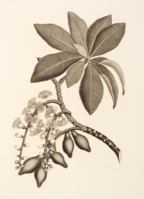 Lot 60 - Blunt (Wilfrid & William T. Stearn). Captain Cook's Florilegium, 1973