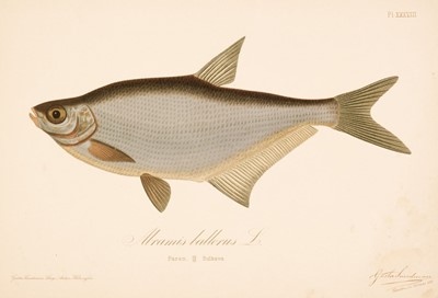 Lot 354 - Reuter (Odo Morannal & Mela, Aukusti Johana). Finlands Fiskar, 1883-93