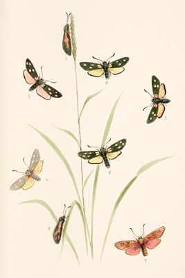 Lot 104 - Mosley (Seth Lister). Illustrations of Varieties of British Lepidoptera, 14 parts, 1878-[1885]