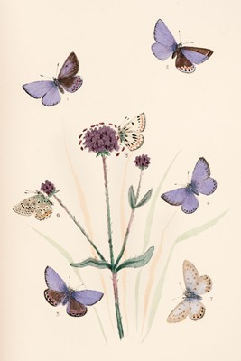 Lot 104 - Mosley (Seth Lister). Illustrations of Varieties of British Lepidoptera, 14 parts, 1878-[1885]