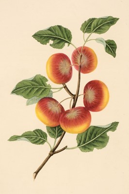 Lot 87 - Brookshaw (George). Groups of Flowers