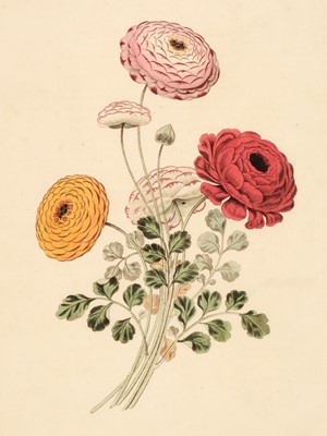 Lot 87 - Brookshaw (George). Groups of Flowers