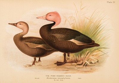 Lot 84 - Baker (Stuart) The Game-Birds of India, Burma & Ceylon, 1921-1930