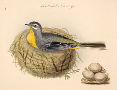 Lot 236 - Natural History. A mixed collection of approximately 275 prints & engravings, 19th century