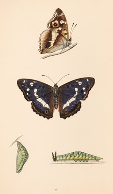 Lot 102 - Morris (F.O.). A History of British Butterflies, 1872