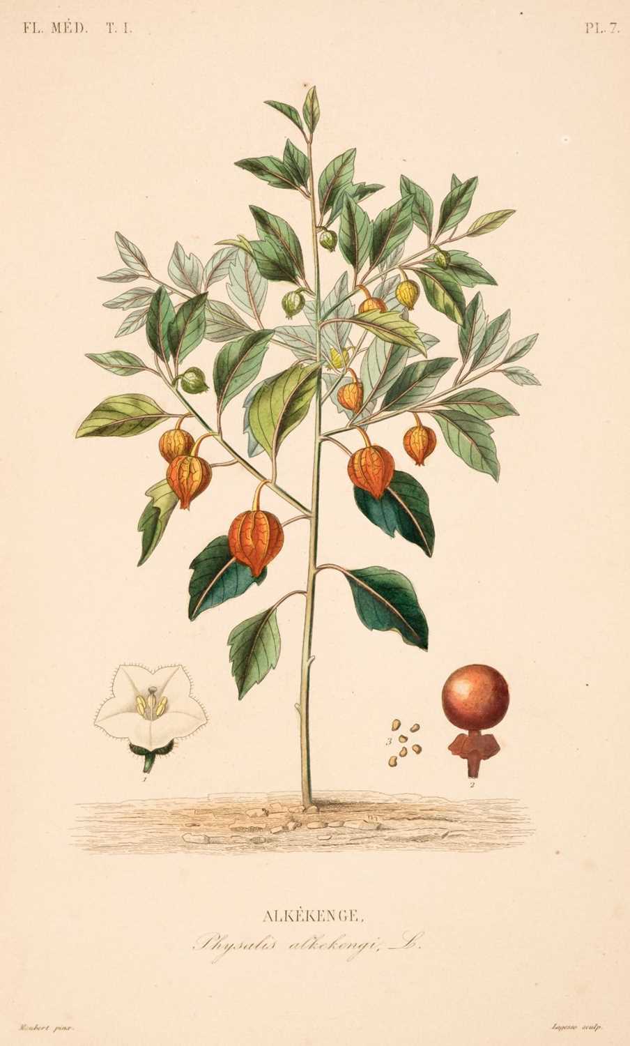 Lot 92 - Dupuis (A. & Reveil, O.). Flore Medicale, Paris: Abel Pilon, 6 volumes, no date, c. 1887