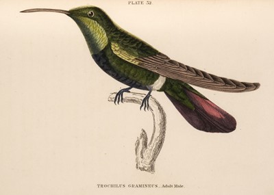 Lot 228 - Jardine (William). A collection of approximately 85 engravings of birds, circa 1835