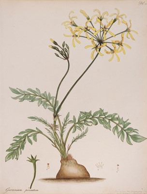 Lot 211 - Andrews (Henry). A collection of 34 Botanical plates, 1797 - 1814