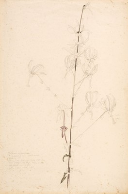 Lot 432 - Nash (John, 1893-1977). Study of Michauxia Campanuloides or André Michaux’s Campanula