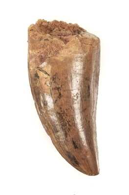 Lot 181 - Carcharodontosaurus Tooth. A large dinosaur tooth from the Cretaceous of Morocco