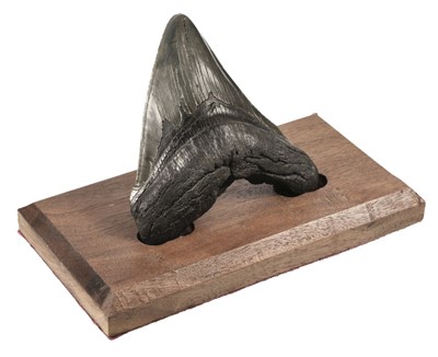 Lot 186 - Megalodon Tooth. Miocene Period