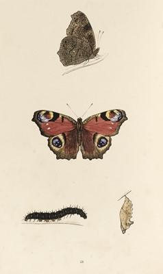 Lot 48 - Morris (F.O.) A History of British Butterflies, 1864