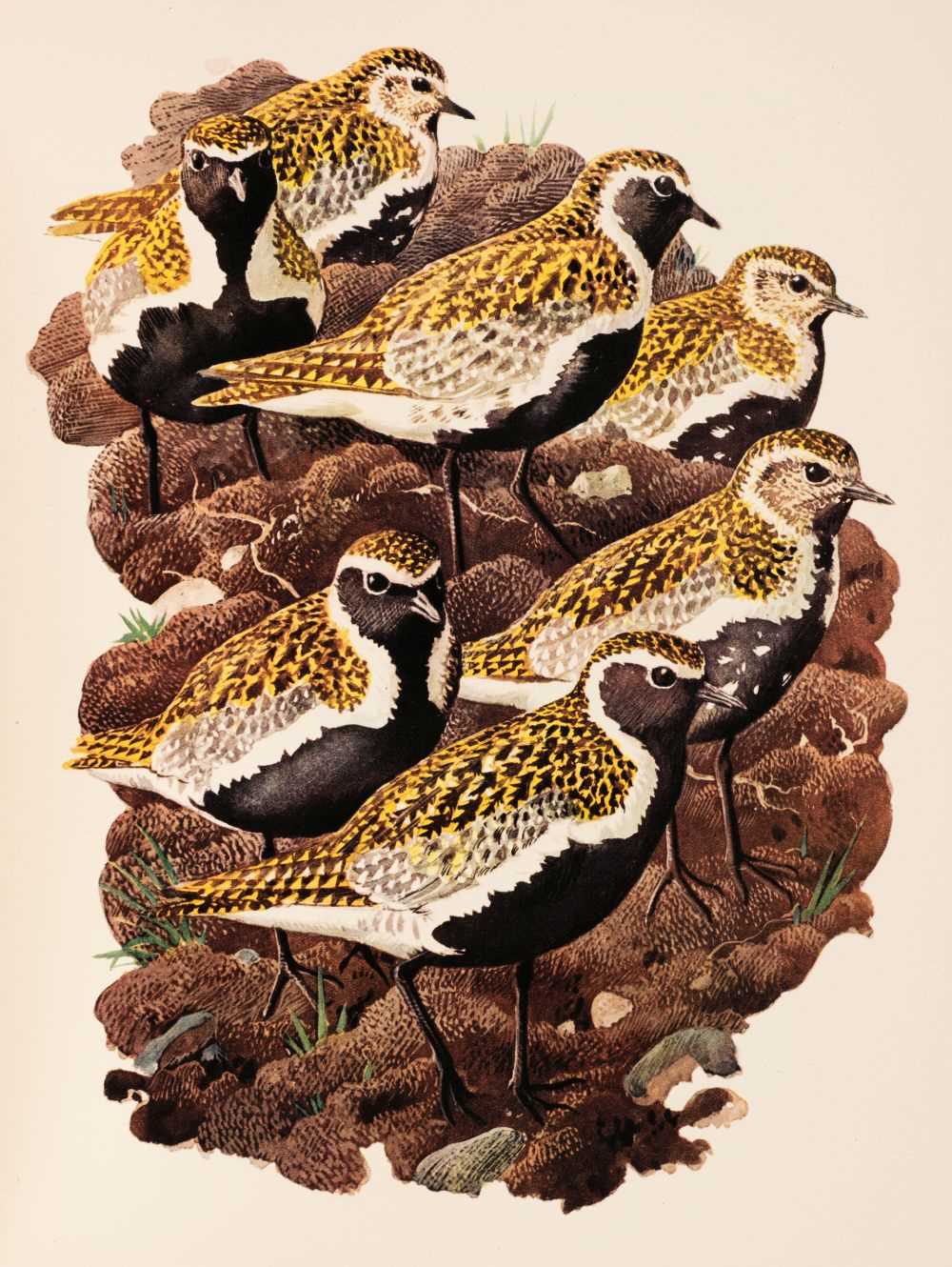 Lot 50 - Tunnicliffe (C.F.) Shorelands Summer Diary, 1952