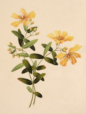 Lot 141 - Company School. Two botanical watercolours, circa 1800-20