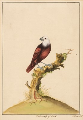 Lot 150 - Hayes (William, 1735-1802). Malacca Gross beak, 1778