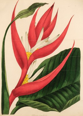 Lot 104 - Paxton (Joseph). Paxton's Magazine of Botany, 2 volumes, 1834-37