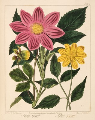 Lot 97 - Edwards (Sydenham). The New Botanic Garden, 2 volumes, 1812