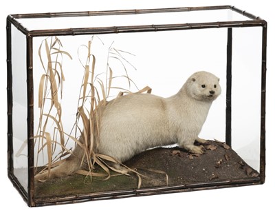 Lot 279 - Taxidermy. An Otter by Rowland Ward