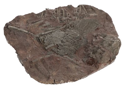 Lot 326 - Fossil Crinoid. South Morocco approximately 420 Million years old