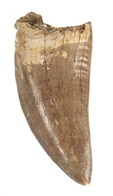 Lot 336 - Tyrannosaurus Tooth.