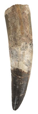 Lot 334 - Spinosaurus Tooth.