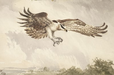 Lot 102 - Talbot Kelly (Richard Barrett, 1896-1971). Osprey swooping over a landscape, watercolour