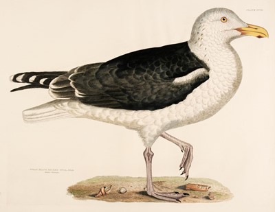 Lot 198 - Selby (John Prideaux). A collection of 21 engravings of Sea Birds, 1818 - 23