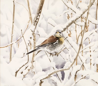 Lot 106 - Boyer (Trevor, 1948-). Fieldfare perched on a snow laden tree in a wood, watercolour