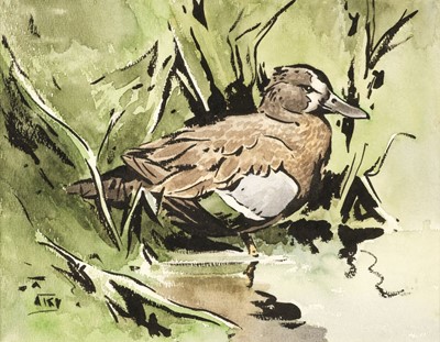 Lot 100 - Talbot Kelly (Richard Barrett, 1896-1971). A Female Blue-Winged Teal, watercolour
