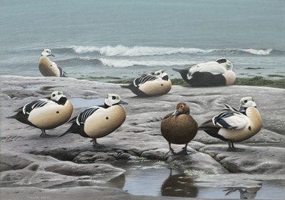Lot 107 - Boyer (Trevor, 1948-). Steller's Eider at the Shore