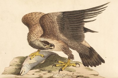 Lot 82 - Hunt (John). British Ornithology, 3 volumes in 2, Norwich: Bacon & Co, 1815