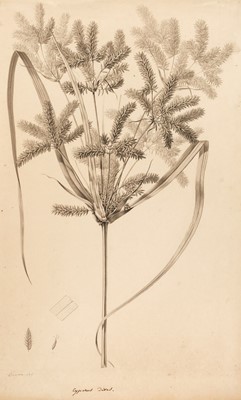 Lot 249 - Turpin (Pierre Jean Francois, 1775-1840). Cyperus Dives