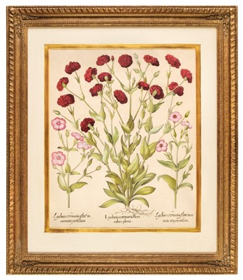 Lot 176 - Besler (Basilius). Lychnis coronaria flore rubro pleno..., circa 1640