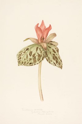 Lot 281 - Stones (Margaret, 1920-2018). Trillium Sessile