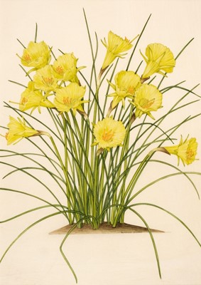 Lot 280 - Stones (Margaret, 1920-2018). Narcissus Bulbocodium