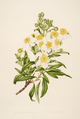 Lot 278 - Stones (Margaret, 1920-2018). Carpentaria Californica