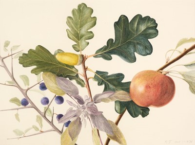 Lot 270 - John (Rebecca, 1947-). 'Sloe, Oak, Apple, Sage', pencil