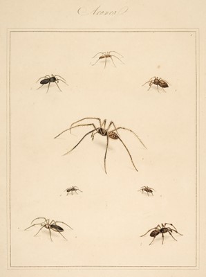 Lot 77 - Martyn (Thomas, editor).Aranei, or a Natural History of Spiders, 1793