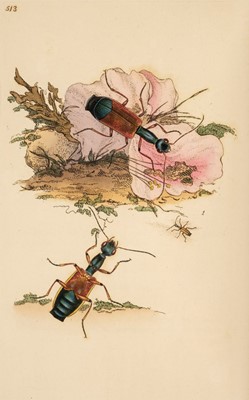 Lot 62 - Donovan (Edward). The Natural History of British Insects, 16 volumes in 8, 1813-11