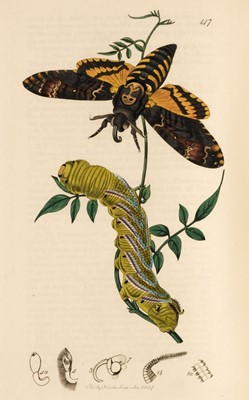 Lot 53 - Curtis (John). British Entomology, 8 volumes, 1823-40