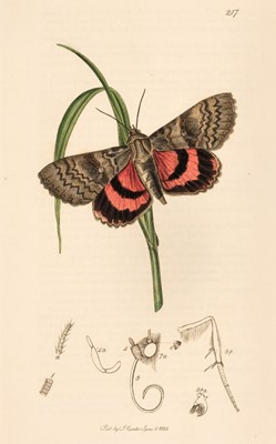 Lot 53 - Curtis (John). British Entomology, 8 volumes, 1823-40