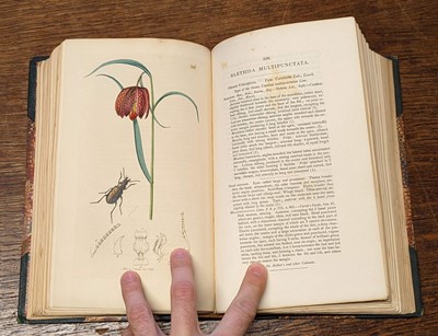 Lot 53 - Curtis (John). British Entomology, 8 volumes, 1823-40