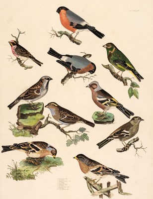 Lot 180 - Selby (John Prideaux). A collection of twenty-five engravings of British Birds, 1818 - 23